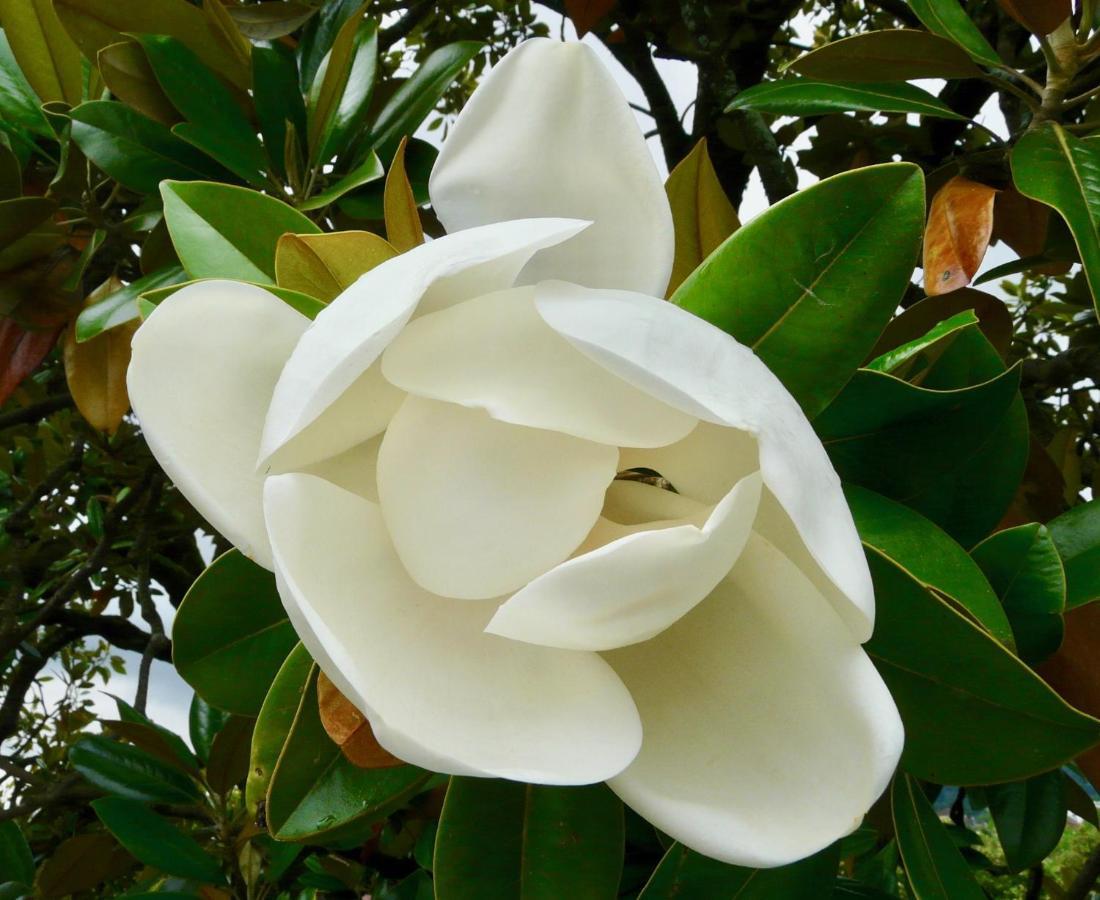 Magnolia : Superbe Deux-Pieces Quartier Du Chateau Pau Luaran gambar